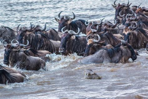 5 Wildebeest Migration Facts To Know Maasai Mara Serengeti