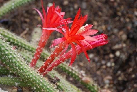 Cactus Cactaceae Disocactus Foto Gratis En Pixabay Pixabay