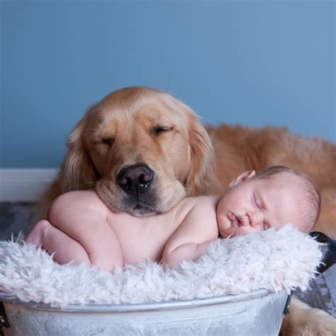 Польза домашних животных для детей ️ Детская афиша