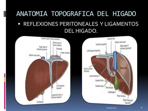 Anatomia Quirurgica Del Higado Y Vias Biliares Angel Henriquez PPT