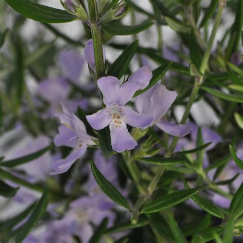 140mm Coastal Rosemary Westringia Fruticosa X Eremicola Wynyabbie