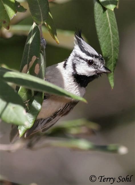 Bridled Titmouse - Species Information and Photos