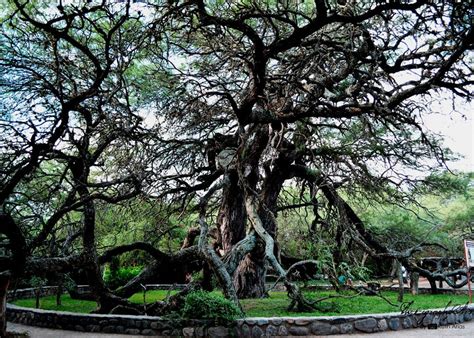 10 cosas imperdibles para hacer en Merlo - Tripin Argentina 