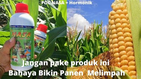 Cara Menyuburkan Tanaman Jagung Dengan Cepat Kesaksian Pupuk