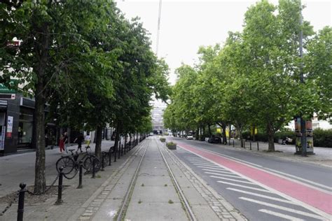 Chc Uratowa Drzewa W Centrum Poznania Sprawa Leszczyn Na Ul