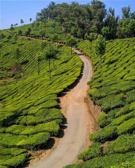 Munnar And Thekkady Lush Green Tea Gardens To Aromatic Spice Plantations Tripoto