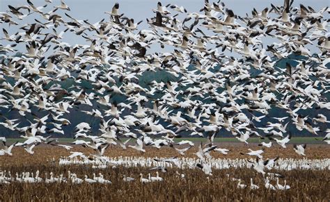 Snow Geese Flock At Pocosin Lakes National Wildlife Refuge FWS Gov