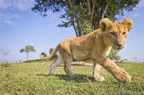 Prowling Lion Cub - Burrard-Lucas Photography