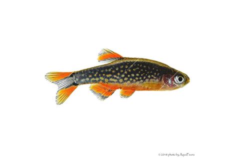 Danio margaritatus Galaxy törpe razbóra Gyöngy dánió