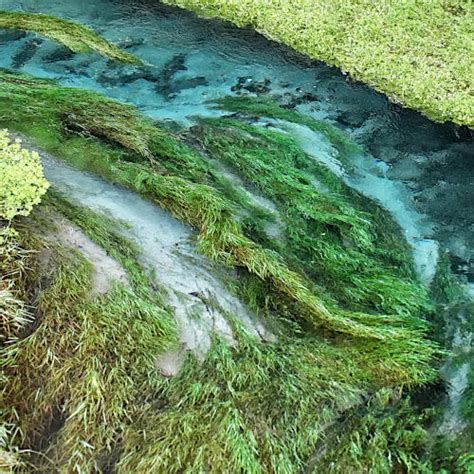 Blue Spring Putaruru And Te Waihou Walkway New Zealand