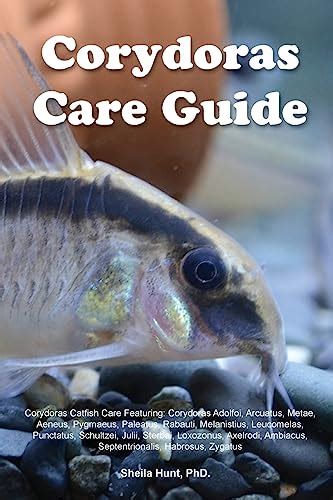 Corydoras Care Guide. Corydoras Catfish Care Featuring: Corydoras ...