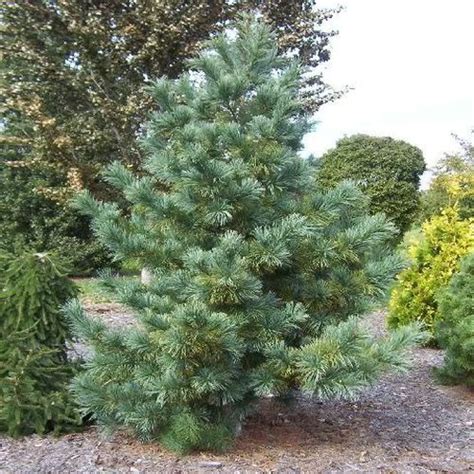 Сосна кедровая корейская Сильверей (Pinus koraiensis Silveray) | Купить ...
