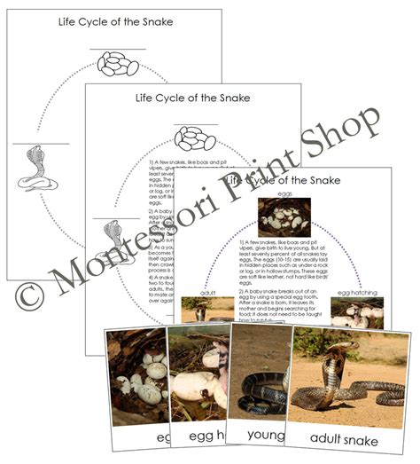 The Snake Life Cycle 3 Part Cards And Charts Montessori Nomenclature