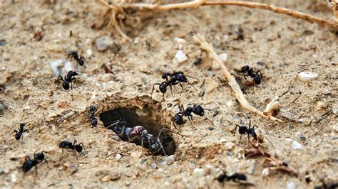 Study Into How Ants Move Soil When Digging Tunnels Bbc Newsround