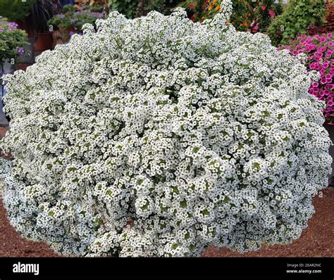 Duftsteinrich Lobularia maritima Stream White Stock Photo - Alamy