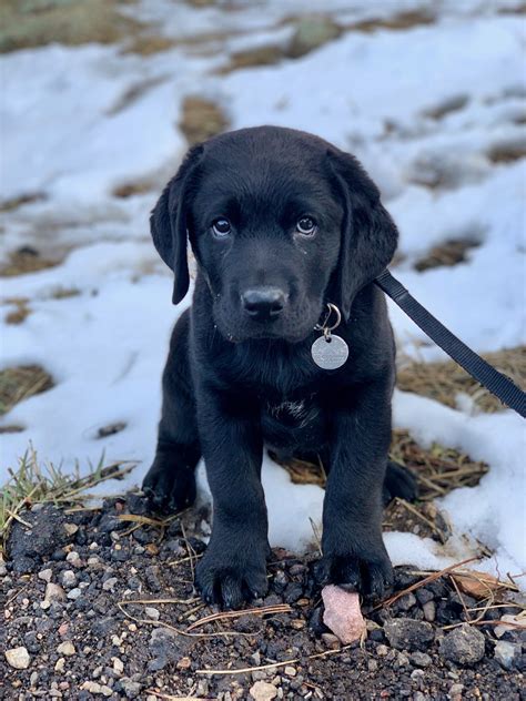 Pictures Of Black Lab Puppies