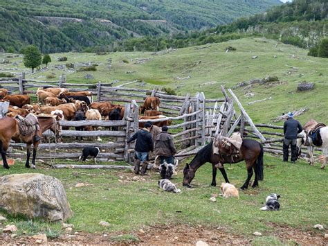 Arreo de Ganado en Mallín Grande Cabalgatas