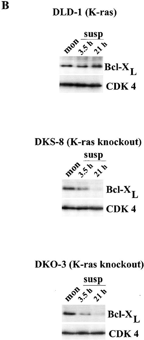 Targeted Disruption Of The Activated K Ras Allele In Cells Derived From