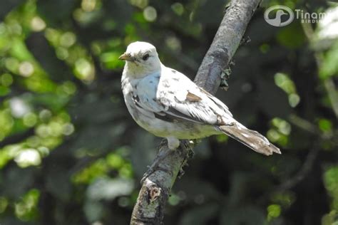 Leucismo en Turdus grayi Mirla Parda Tinamú Birding Reserva Natural