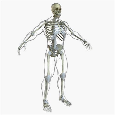 Male And Female Full Body Anatomy 3d Model Cgtrader