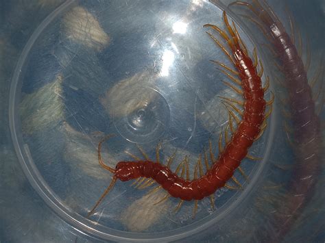 Wild centipede in Newton County, MO : r/centipedes