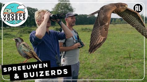 Vliegtechnieken Van Spreeuwen En Buizerds Tv Vroege Vogels Youtube