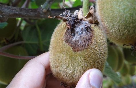 Esclerotinia La Nueva Amenaza Del Kiwi El Mercurio Campo