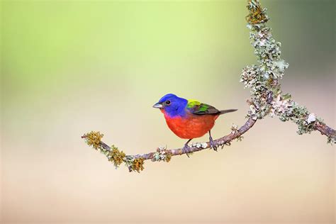 Painted Bunting Passerina Ciris Photograph By Larry Ditto Fine Art