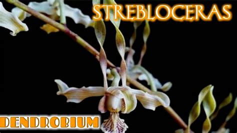 Dendrobium Strebloceras Persilangan D Kaifano Dan D Violaceoflavens