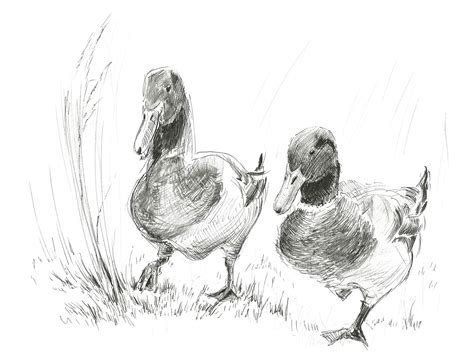 Mallard Duck Pencil Drawing