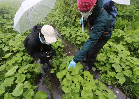 Guided Experiences National Parks Of Japan