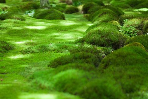 How To Grow A Moss Lawn A Low Maintenance Grass Alternative That