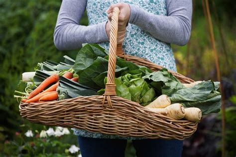 10 Home Garden Crops That Save You Money The Busy Creative