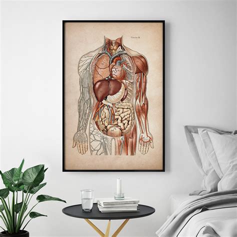 Anatomy Poster Anatomy Print Muscular System Print Human - Etsy