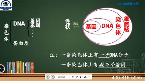 【初中生物知识点】八下染色体、dna、基因的关系 哔哩哔哩 Bilibili