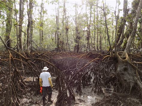 10 preguntas que deberíamos hacernos de los manglares WWF