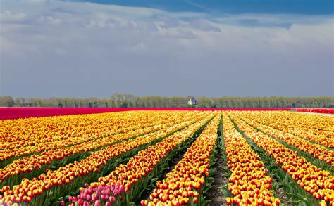 Discover Holland's iconic tulip fields - Botanopia