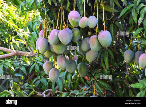 Kent Mango Stock Photo Alamy