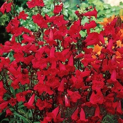 5 Low-Maintenance Flowering Plants That Look Great