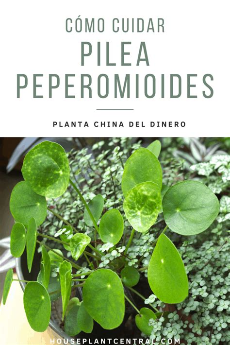 Pilea Peperomioides Cuidados Planta China Del Dinero Houseplant Central