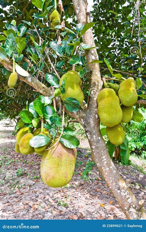 Jackfruit Tree Stock Image - Image: 23899621