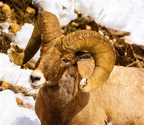 Big Horn Sheep Ram Photograph By Jason Shepherd Pixels