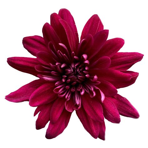 Purple Pascua Chrysanthemums Flower - Uniflor