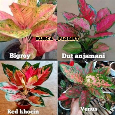 Jual Bunga Aglonema Paket 4 Jenis Shopee Indonesia