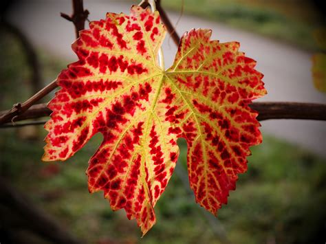 Kostenlose Foto Baum Natur Ast Rebe Wein Fotografie Blatt