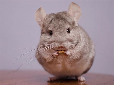 Cute Baby Chinchilla Facts You May Not Believe Always Pets