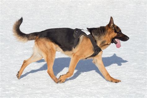 Short-Haired German Shepherds: 5 Reasons to Love This Breed - World of Dogz