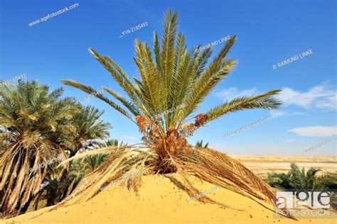 Date Palm In The Desert Matruh Libyan Desert Sahara Desert Egypt