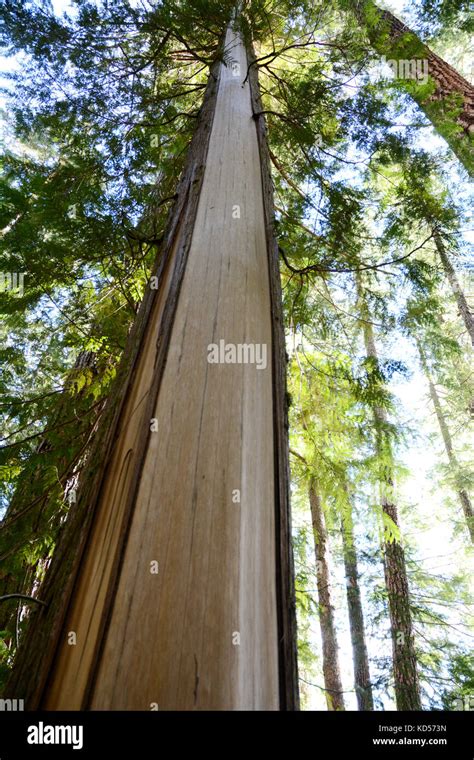 Arbol o cmt culturalmente modificado fotografías e imágenes de alta