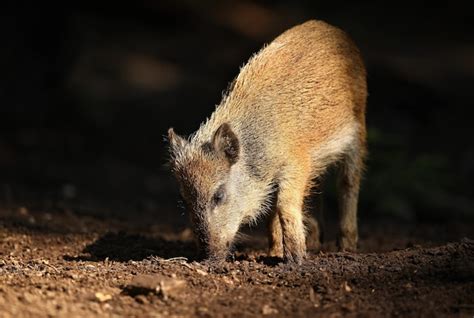 Free Photo | Big wild boar family in the nature habitat in Czech Republic